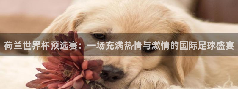女足世界杯直播：荷兰世界杯预选赛：一场充满热情与激情的国际足球盛宴