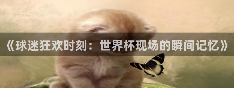 世界杯预选赛欧洲赛区赛程：《球迷狂欢时刻：世界杯现场的瞬间记忆》