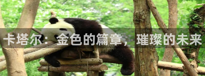 世界杯时间：卡塔尔：金色的篇章，璀璨的未来