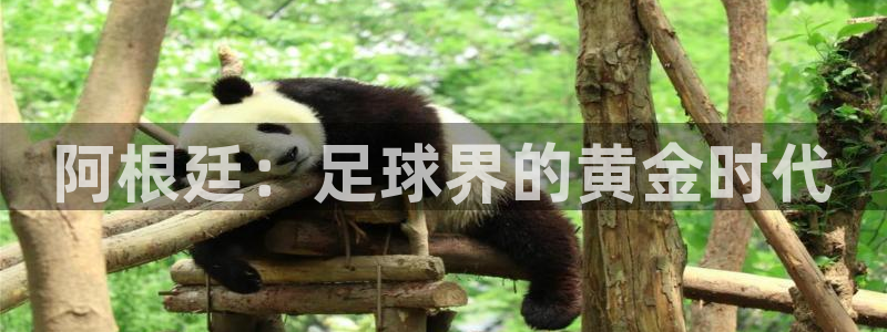 世界杯比赛直播：阿根廷：足球界的黄金时代